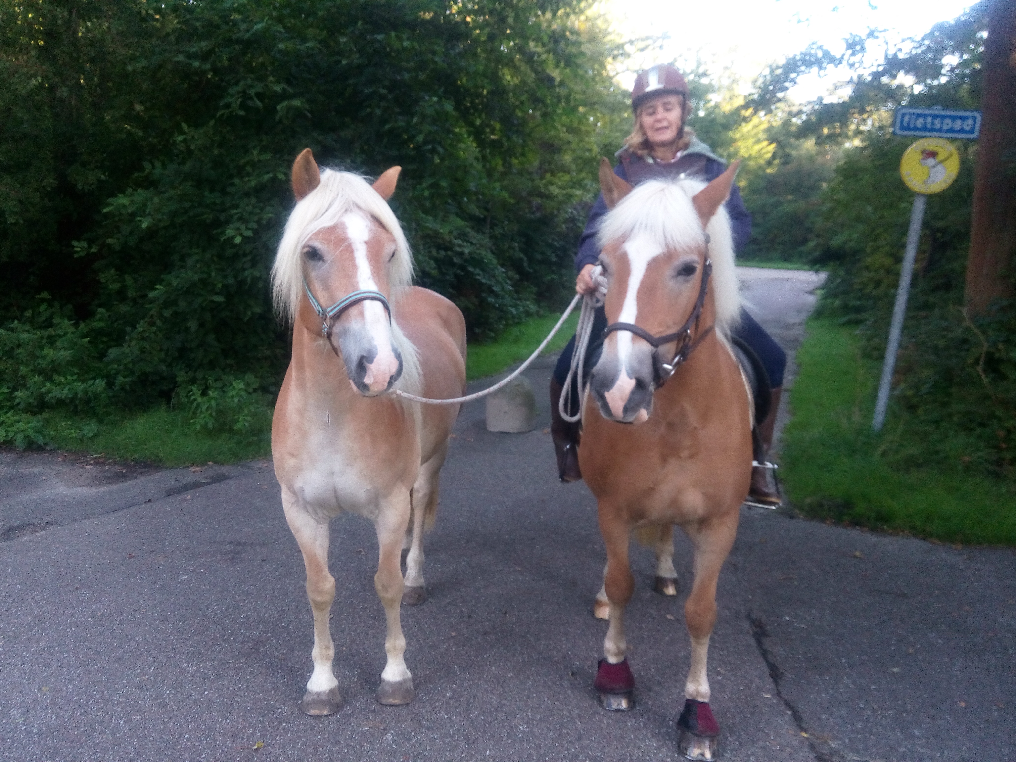 overeenkomst excuus Aankondiging Hoe leert een Haflinger zich verstoppen………….van een andere Haflinger |  Chalet Parket Sport